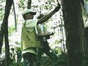 Always stand on the 'uphill' side of the tree when measuring DBH.