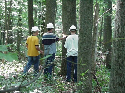 Forest_Evaluation_1.jpg