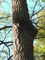 Canker