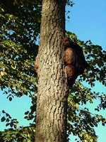 Burls