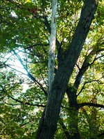 Dead Limbs