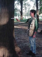 Tree Diameter Side View